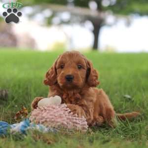 Scrappy, Mini Goldendoodle Puppy