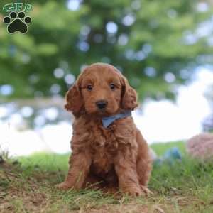 Scrappy, Mini Goldendoodle Puppy