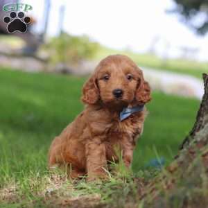 Scrappy, Mini Goldendoodle Puppy