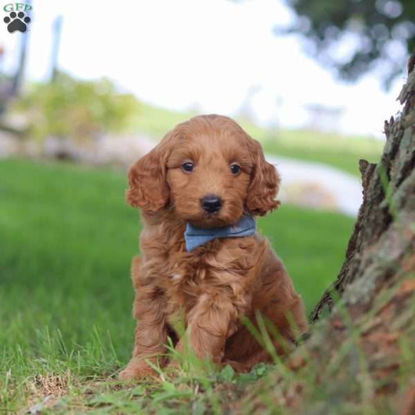Scrappy, Mini Goldendoodle Puppy