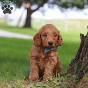 Scrappy, Mini Goldendoodle Puppy
