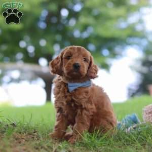 Scrappy, Mini Goldendoodle Puppy