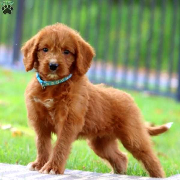 Seashell, Labradoodle Puppy