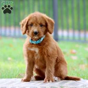 Seashell, Labradoodle Puppy