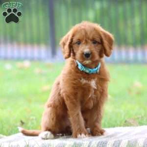 Seashell, Labradoodle Puppy