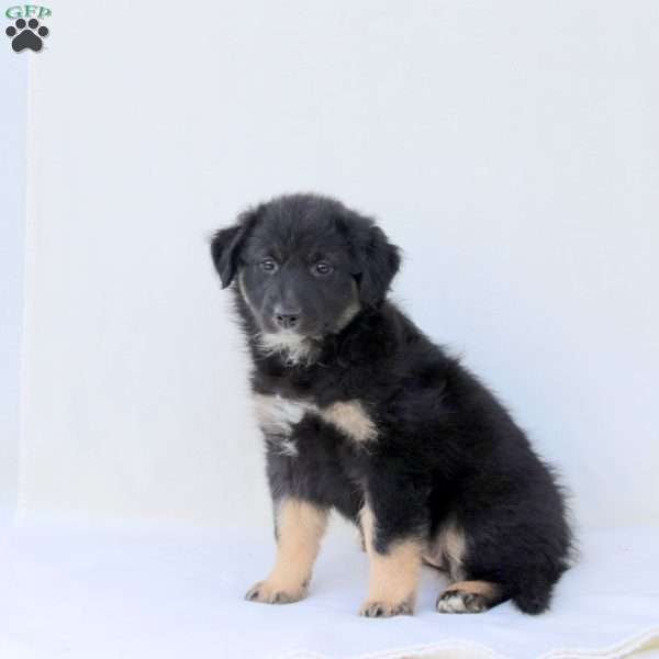 Selena, Australian Shepherd Puppy