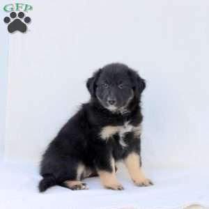 Selena, Australian Shepherd Puppy