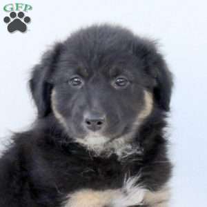 Selena, Australian Shepherd Puppy
