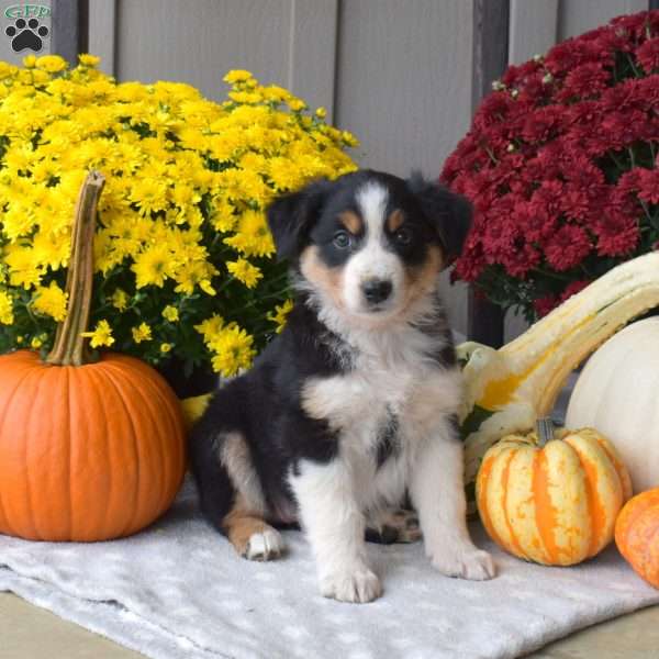 Serena, Australian Shepherd Puppy