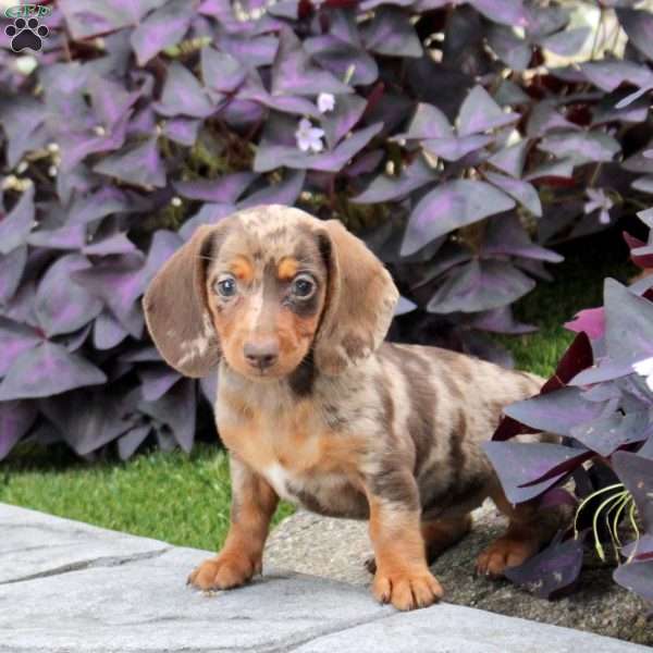 Serena, Dachshund Puppy