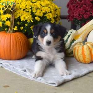 Serena, Australian Shepherd Puppy