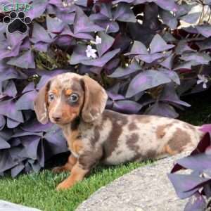 Serena, Dachshund Puppy
