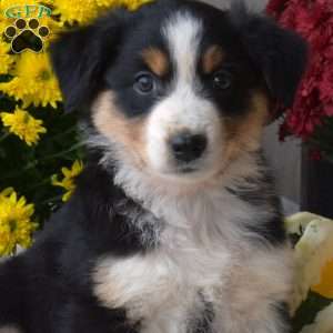 Serena, Australian Shepherd Puppy
