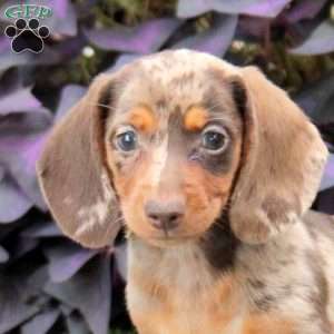 Serena, Dachshund Puppy