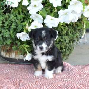 Sesame, Miniature Poodle Mix Puppy