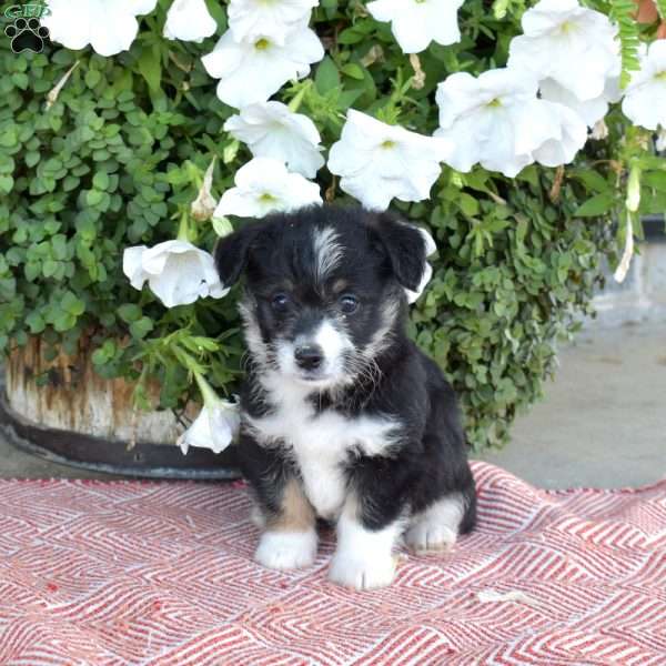 Sesame, Corgipoo Puppy
