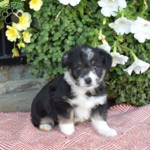 Sesame, Corgipoo Puppy