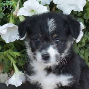 Sesame, Corgipoo Puppy