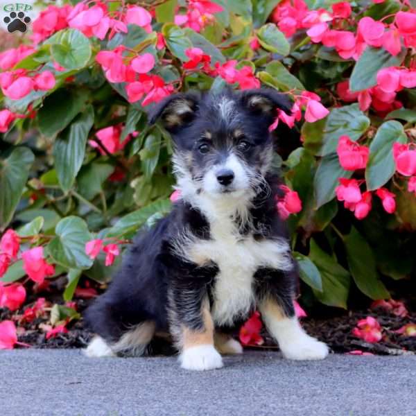 Sesame, Miniature Poodle Mix Puppy