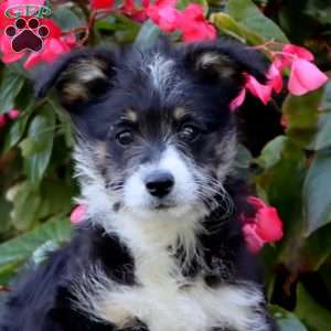 Sesame, Miniature Poodle Mix Puppy