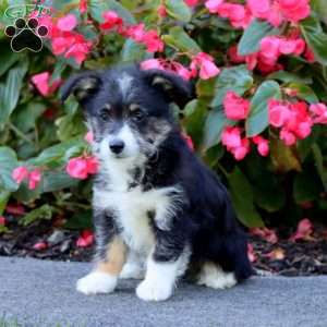 Sesame, Miniature Poodle Mix Puppy