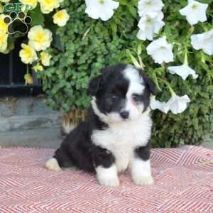 Shadow, Miniature Poodle Mix Puppy