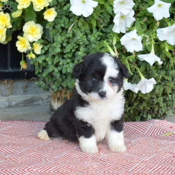 Shadow, Corgipoo Puppy