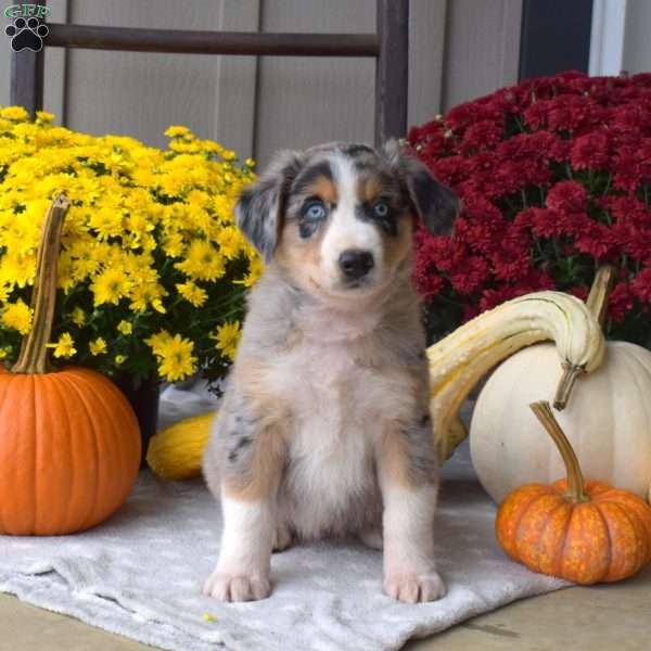 Shadow, Australian Shepherd Puppy
