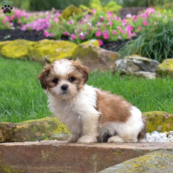 Shadow, Shih Tzu Puppy
