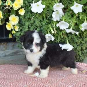 Shadow, Corgipoo Puppy