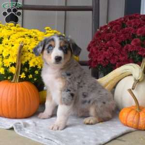 Shadow, Australian Shepherd Puppy