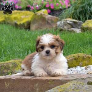 Shadow, Shih Tzu Puppy