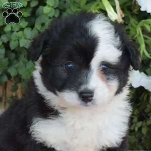 Shadow, Corgipoo Puppy