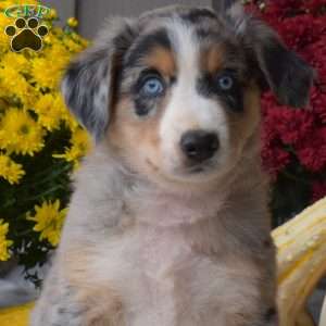 Shadow, Australian Shepherd Puppy