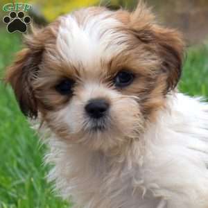 Shadow, Shih Tzu Puppy