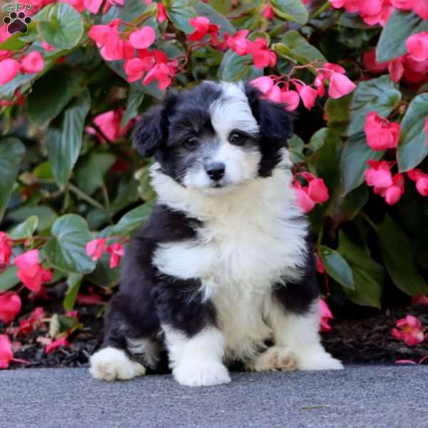 Shadow, Miniature Poodle Mix Puppy
