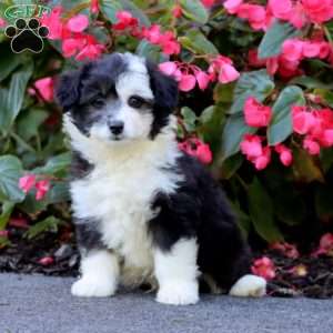 Shadow, Miniature Poodle Mix Puppy