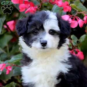 Shadow, Miniature Poodle Mix Puppy