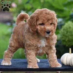 Shadow, Cavapoo Puppy