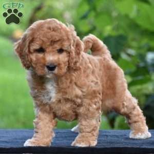Shadow, Cavapoo Puppy