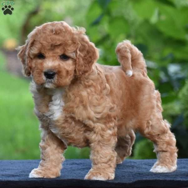 Shadow, Cavapoo Puppy