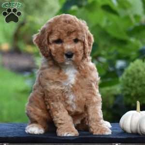 Shadow, Cavapoo Puppy