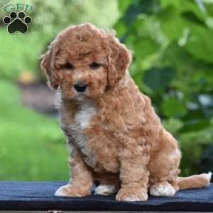 Shadow, Cavapoo Puppy