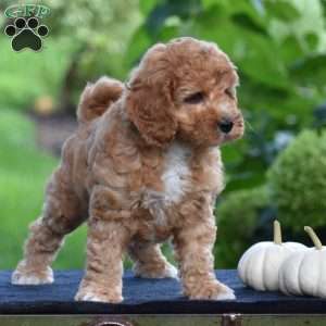 Shadow, Cavapoo Puppy