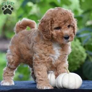 Shadow, Cavapoo Puppy