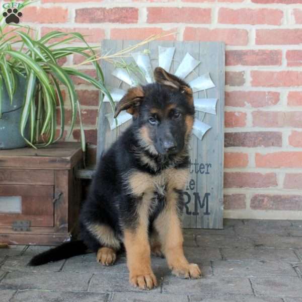Shaggy, German Shepherd Puppy
