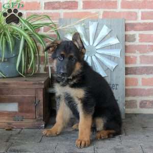 Shaggy, German Shepherd Puppy