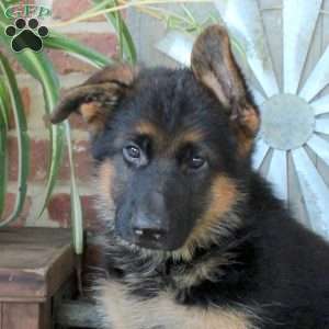 Shaggy, German Shepherd Puppy