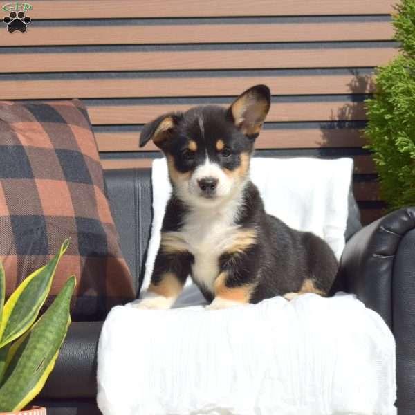 Shea, Pembroke Welsh Corgi Puppy