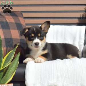Shea, Pembroke Welsh Corgi Puppy